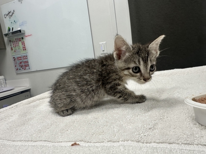 Shelter Stray Female Cat last seen Forest Ave KCMO 64110, 64110, MO, 7077 Elmwood Ave, Kansas City, MO 64132, USA