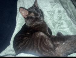 Lost Male Cat last seen Ping way in the scenic hills neighborhood, Schertz, TX 78108