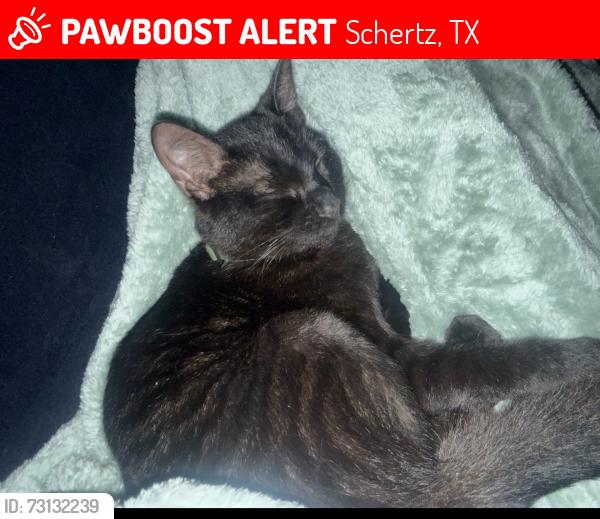 Lost Male Cat last seen Ping way in the scenic hills neighborhood, Schertz, TX 78108