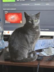 Lost Female Cat last seen Crabtree, Raleigh, NC 27612