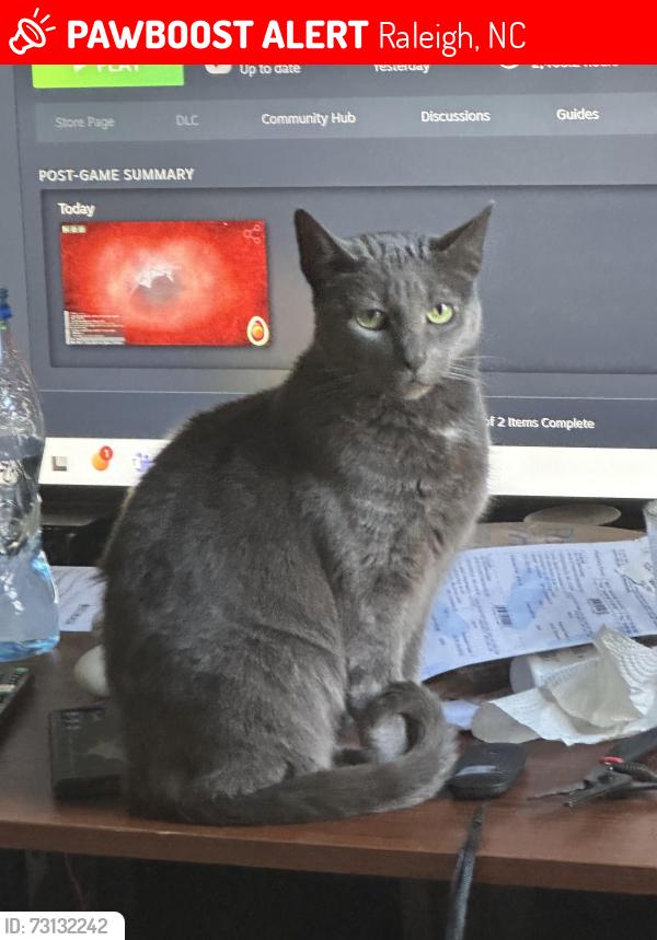 Lost Female Cat last seen Crabtree, Raleigh, NC 27612