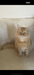 Lost Male Cat last seen Rolling springs/meadow bay/cross colony, Dickinson, TX 77539