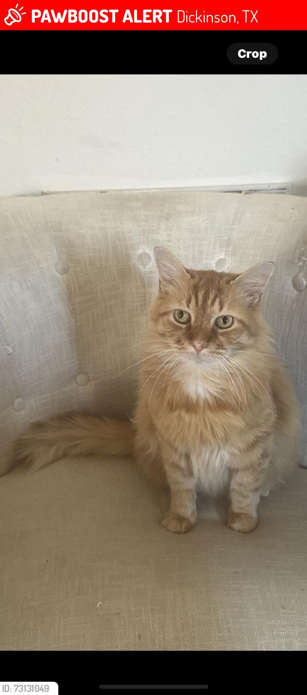 Lost Male Cat last seen Rolling springs/meadow bay/cross colony, Dickinson, TX 77539