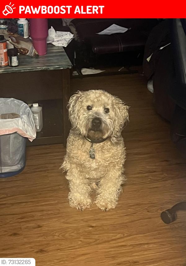 Lost Male Dog last seen West Palm Beach, West Palm Beach, FL 33404