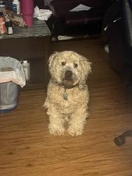 Lost Male Dog last seen West Palm Beach, West Palm Beach, FL 33404