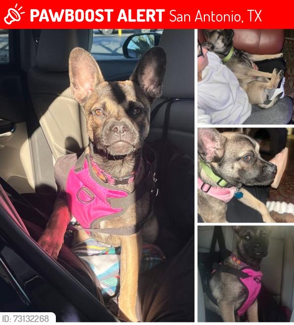 Lost Female Dog last seen Belford, San Antonio, TX 78223