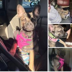 Lost Female Dog last seen Belford, San Antonio, TX 78223