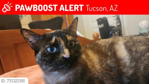 Lost Female Cat last seen Pilot travel stop, Tucson, AZ 85747