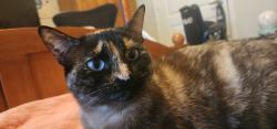 Lost Female Cat last seen Pilot travel stop, Tucson, AZ 85747
