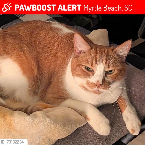 Lost Male Cat last seen Around Sunscapes apmts, Myrtle Beach, SC 29577