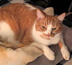Lost Male Cat last seen Around Sunscapes apmts, Myrtle Beach, SC 29577