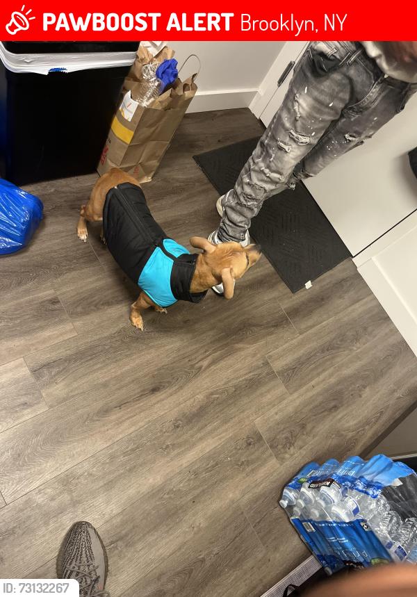 Lost Female Dog last seen Near E 56th Street, Brooklyn, NY 11234