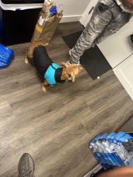 Lost Female Dog last seen Near E 56th Street, Brooklyn, NY 11234