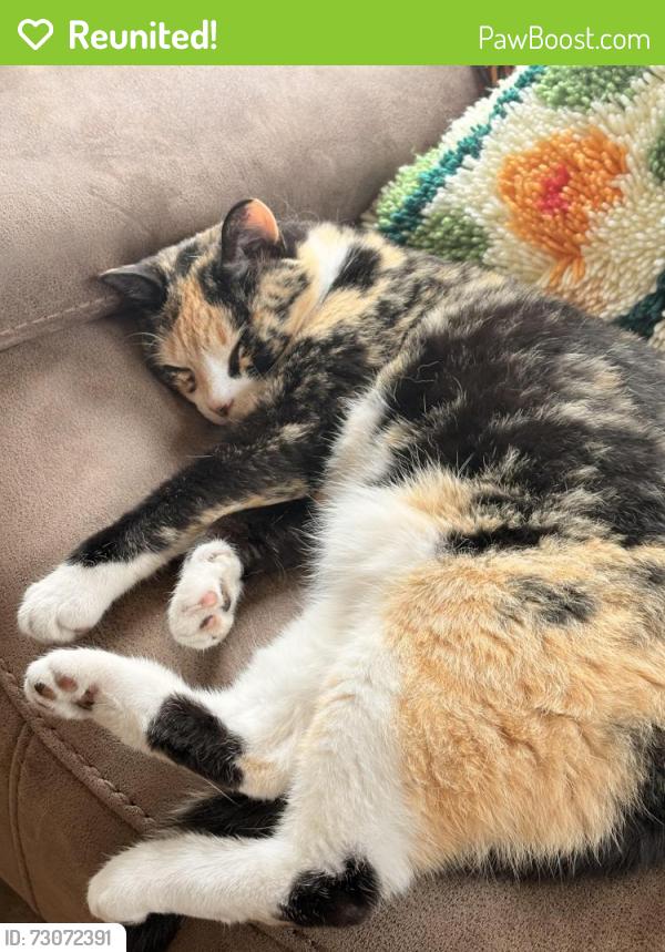 Reunited Female Cat last seen 38th Street and 25th Ave, Minneapolis, MN 55406