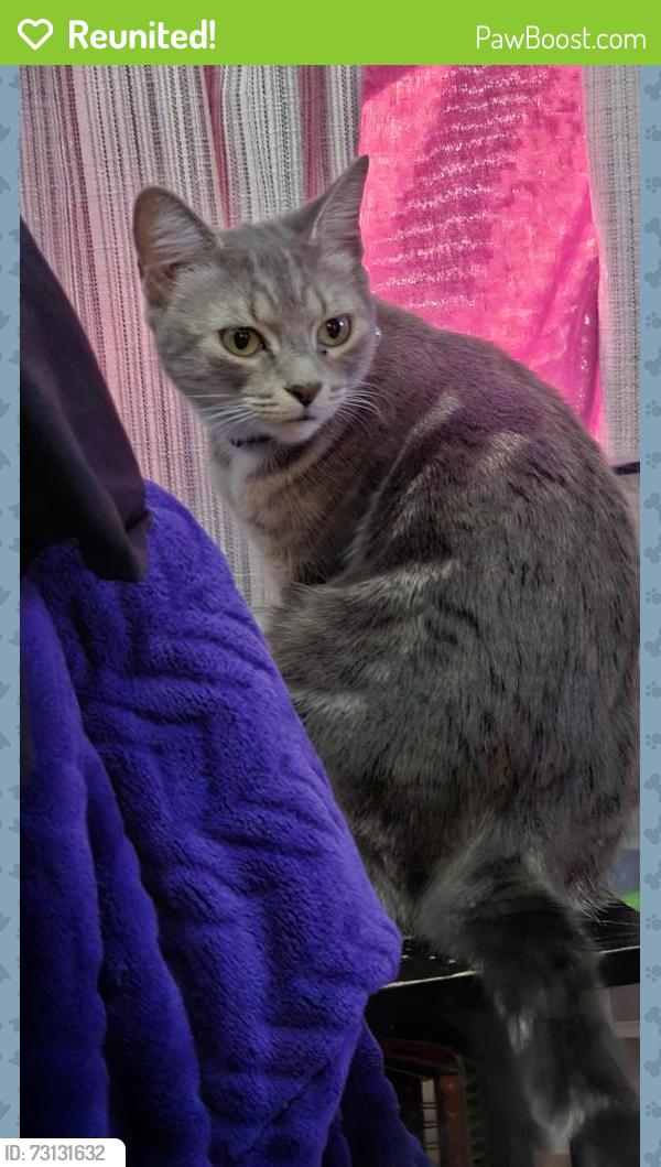 Reunited Female Cat last seen Alexandria Dr, Arlington, TX 76015