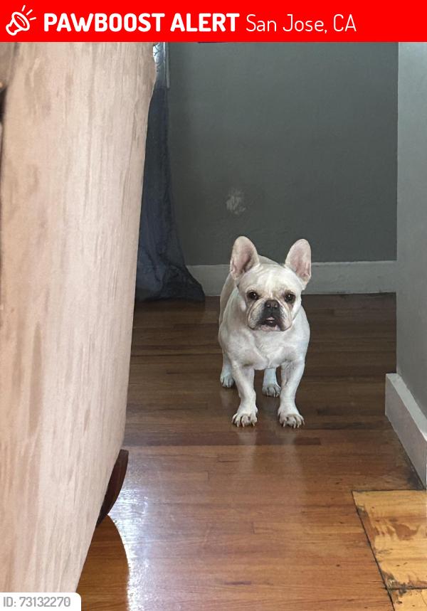 Lost Female Dog last seen Branham, San Jose, CA 95136