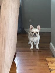 Lost Female Dog last seen Branham, San Jose, CA 95136