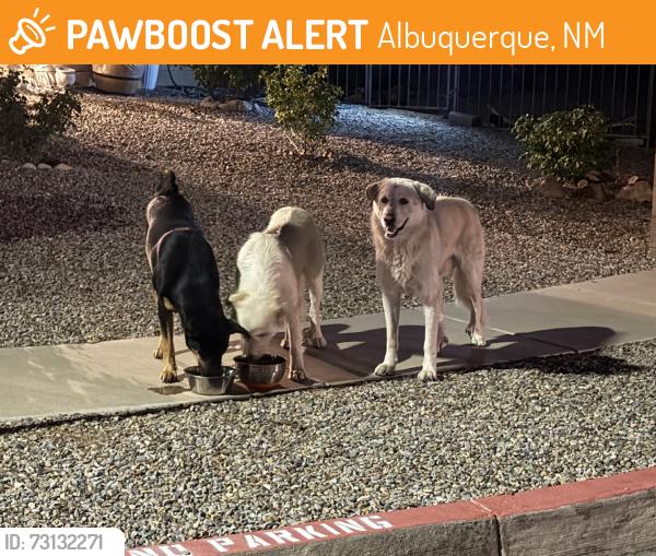 Found/Stray Unknown Dog last seen Gault and Covert Ln in The Orchards, Albuquerque, NM 87121