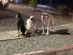 Found/Stray Unknown Dog last seen Gault and Covert Ln in The Orchards, Albuquerque, NM 87121
