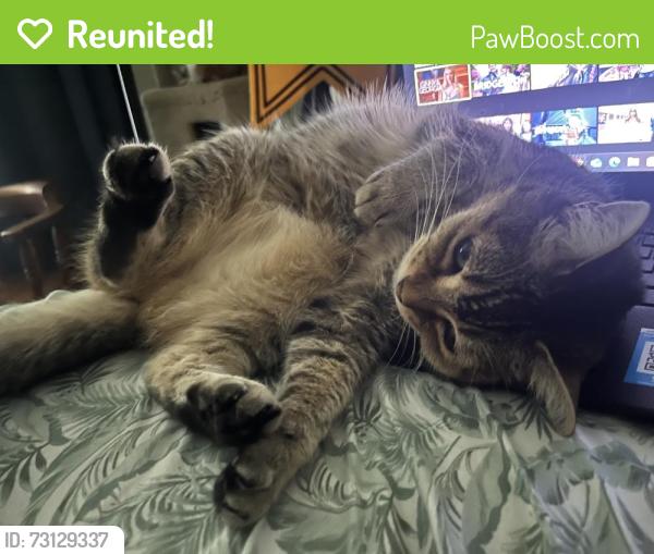 Reunited Female Cat last seen De rose way and southwest expressway, San Jose, CA 95126