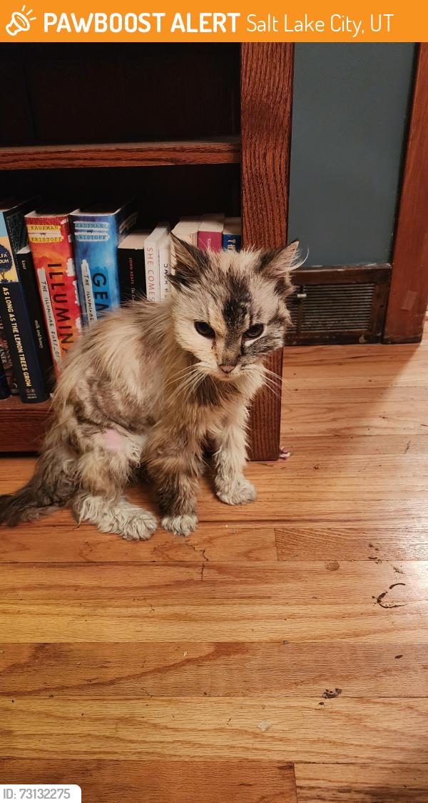 Found/Stray Female Cat last seen 1700s West Temple, Salt Lake City, UT 84115