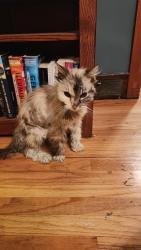 Found/Stray Female Cat last seen 1700s West Temple, Salt Lake City, UT 84115