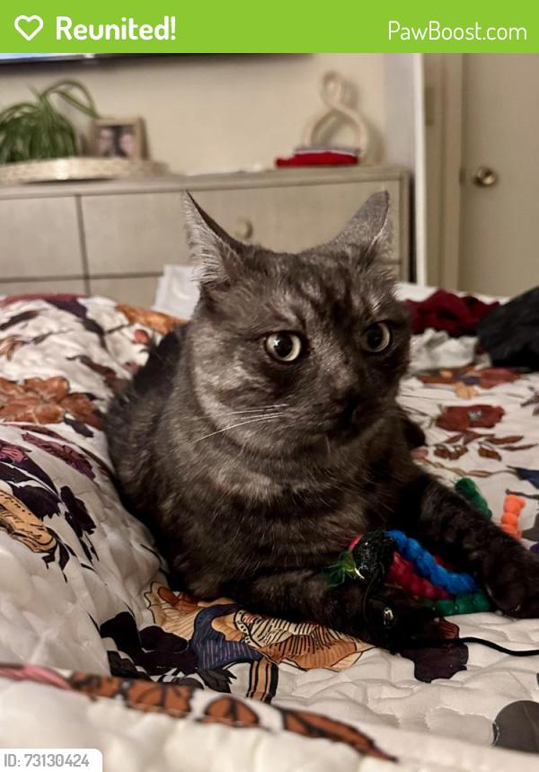 Reunited Male Cat last seen Manitou blvd observatory drive, Colorado Springs, CO 80905