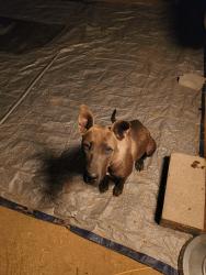 Found/Stray Female Dog last seen Unknown, Phelan, CA 92371
