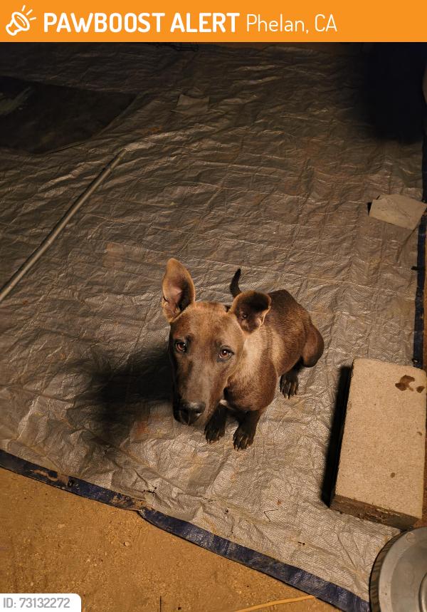 Found/Stray Female Dog last seen Unknown, Phelan, CA 92371