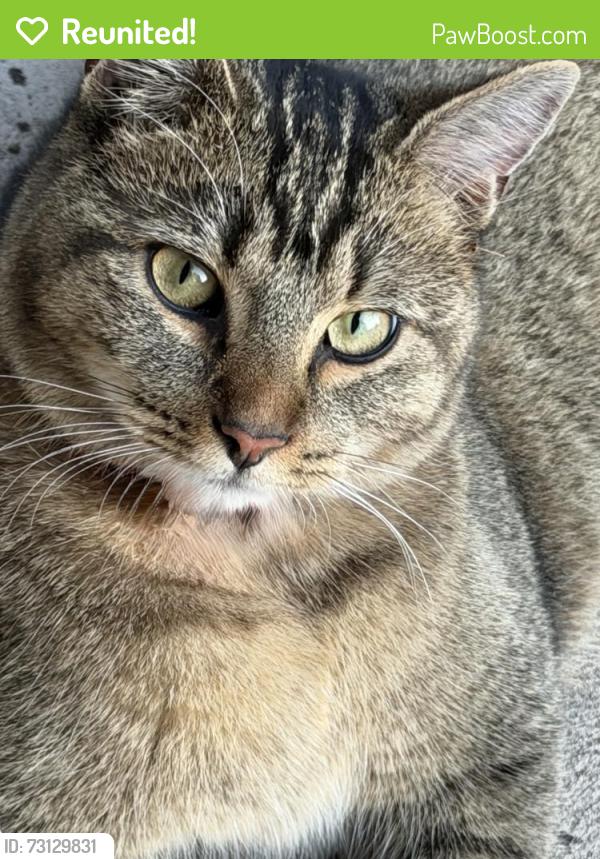 Reunited Unknown Cat last seen Onyx circle, Longmont, CO 80504