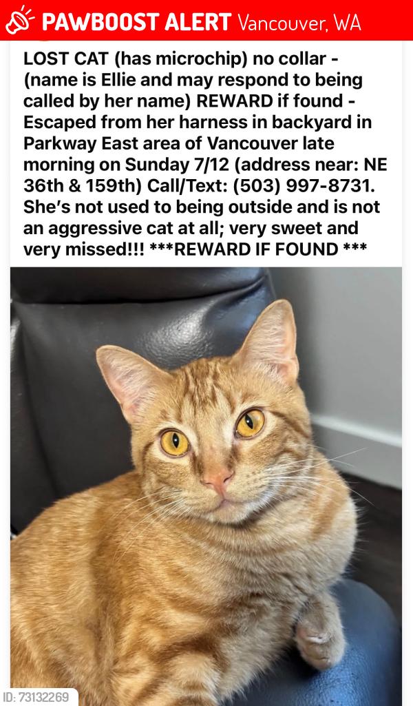 Lost Female Cat last seen NE 36th & 159th (Parkway East), Vancouver, WA 98682