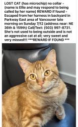 Lost Female Cat last seen NE 36th & 159th (Parkway East), Vancouver, WA 98682