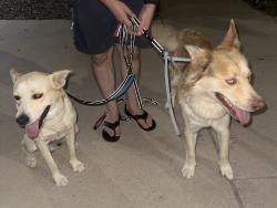 Found/Stray Male Dog last seen Edgemere, El Paso, TX 79938