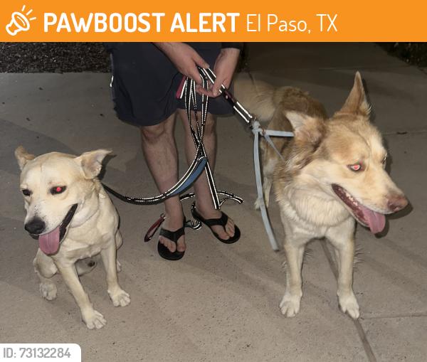 Found/Stray Male Dog last seen Edgemere, El Paso, TX 79938