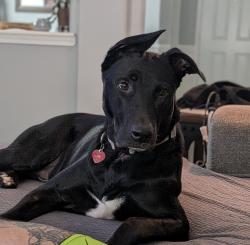 Reunited Male Dog last seen Skyline ridge dr, Madison, tn 37115, Nashville, TN 37115