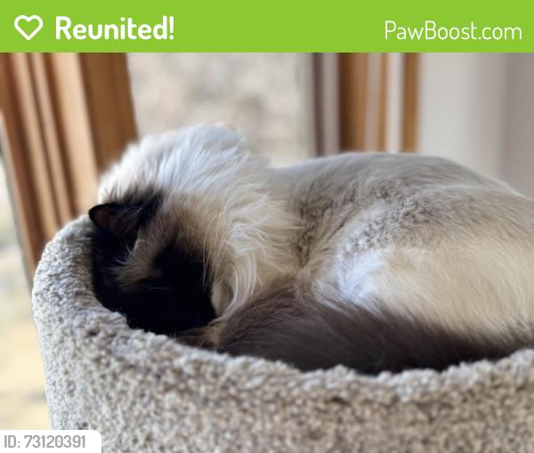 Reunited Female Cat last seen 18th Street & Lambert Ave NE, Saint Michael, MN 55376