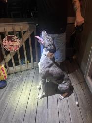 Reunited Female Dog last seen Sullivant and Murray Hill, Columbus, OH 43228