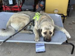 Lost Male Dog last seen Nelson & 75th Street, Longmont, CO 80503
