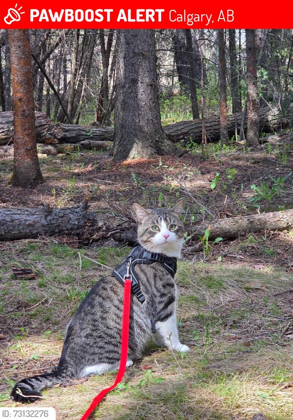 Lost Male Cat last seen Ranch Glen Drive NW, Calgary, AB 