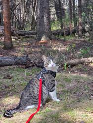 Lost Male Cat last seen Ranch Glen Drive NW, Calgary, AB 