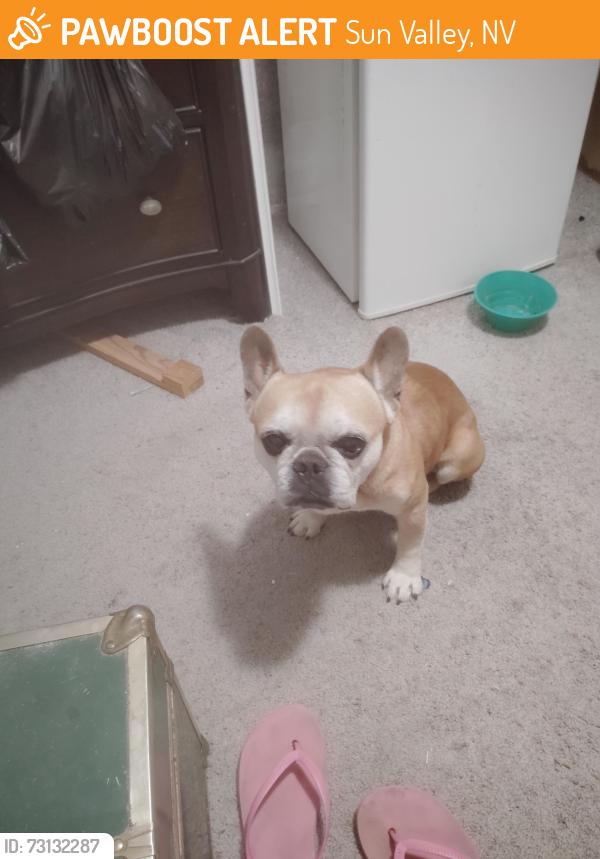 Found/Stray Male Dog last seen Amargosa, Sun Valley, NV 89433