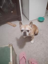 Found/Stray Male Dog last seen Amargosa, Sun Valley, NV 89433