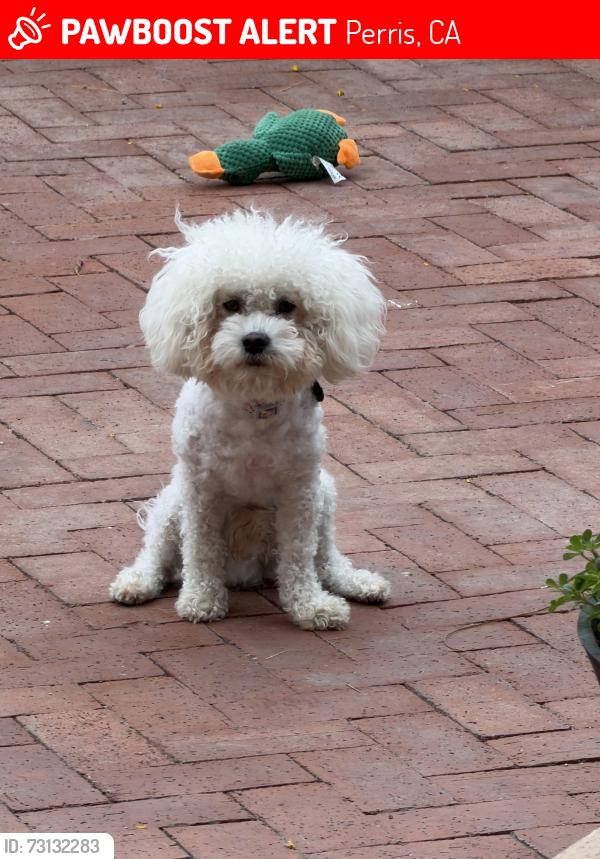 Lost Male Dog last seen W Bowen Rd & N Perris Blvd, Perris, CA 92571