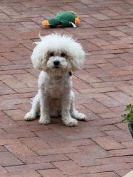 Lost Male Dog last seen W Bowen Rd & N Perris Blvd, Perris, CA 92571