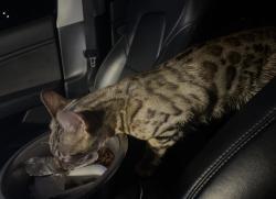 Reunited Female Cat last seen Vanowen st, Los Angeles, CA 91406