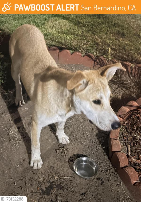 Found/Stray Male Dog last seen Near th st, Newport St, San Bernardino, CA 92404