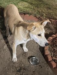 Found/Stray Male Dog last seen Near th st, Newport St, San Bernardino, CA 92404