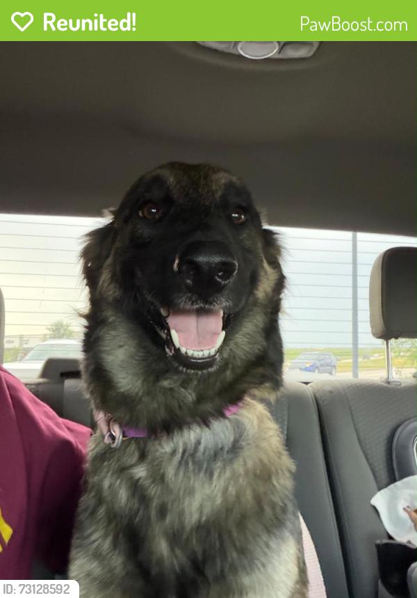 Reunited Female Dog last seen Tamarron, Fulshear, TX 77441