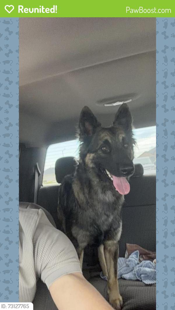 Reunited Female Dog last seen Tamarron, Fulshear, TX 77441