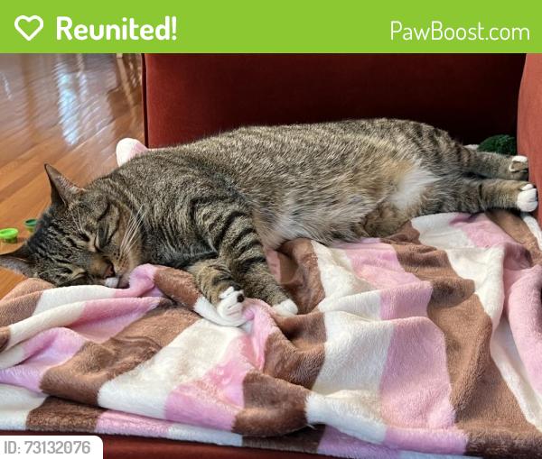 Reunited Male Cat last seen Fairmeadow Trail, Oakville, ON L6M 2M7